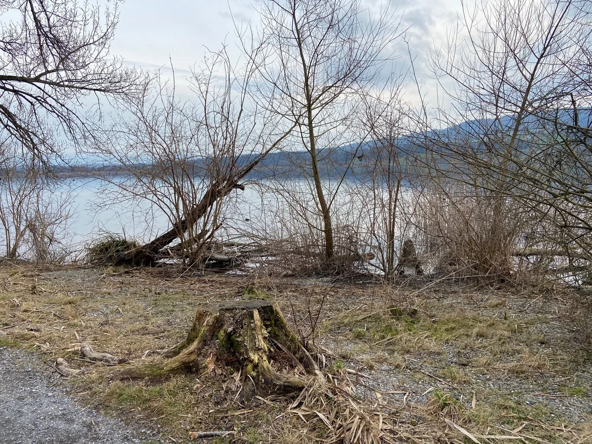 Am Uferweg sind weitere Eschen vom Eschensterben bedroht.